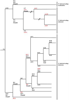 Phylogenetic Lineages of Francisella tularensis in Animals